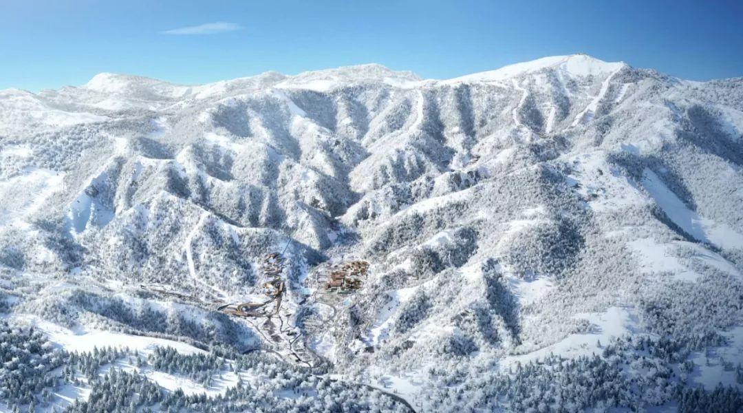 雪后,这片1500年的古楠木森林美成了“童话世界”